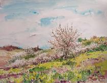 Les colzas (Printemps)