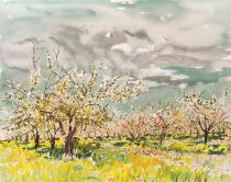 Les Cerisiers en fleurs